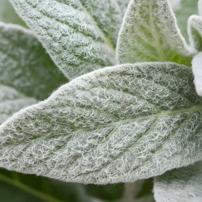 Imagen PNG para descargar